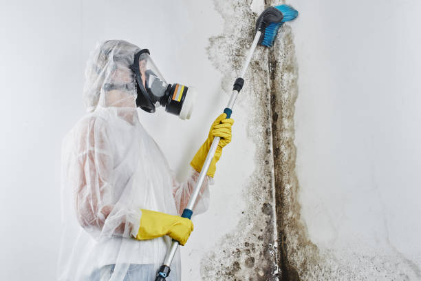 Best Mold Damage Restoration  in Indio, CA